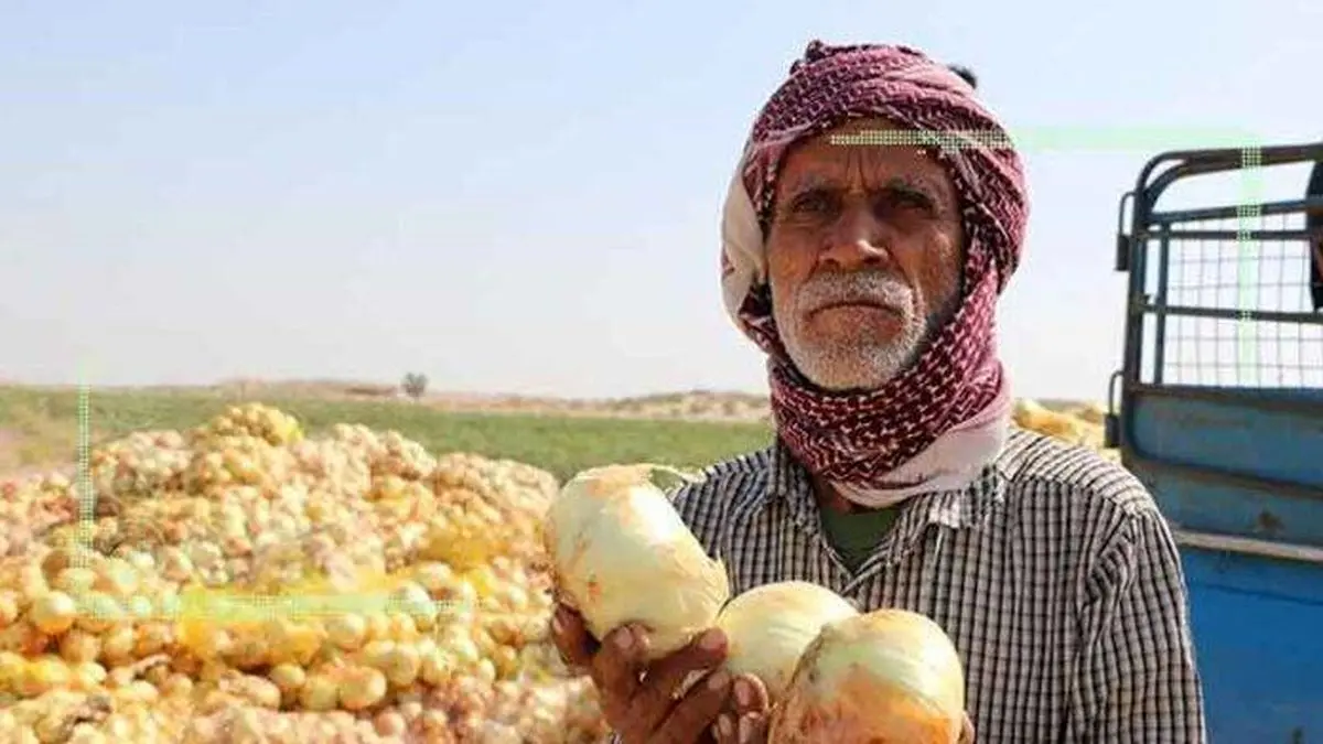 غافلگیری کشاورزان جنوب کرمان در آستانه فصل برداشت