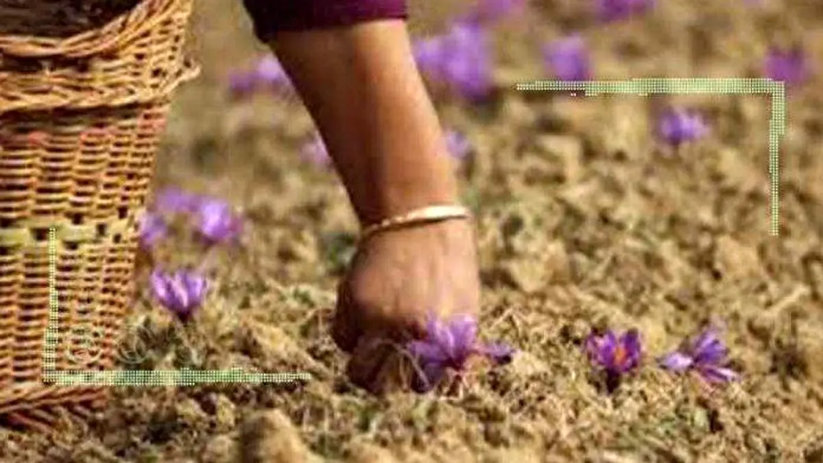 سیر نزولی تولید زعفران در پایتخت طلای سرخ ایران