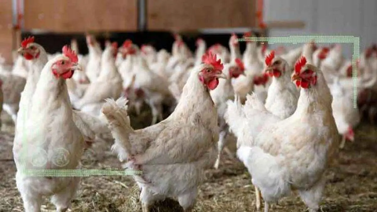 سیاست گذاری‌های ناپایدار مانع صادرات مرغ