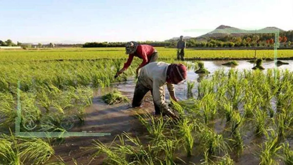 نارضایتی برنج‌کاران از بی‌توجهی دولت