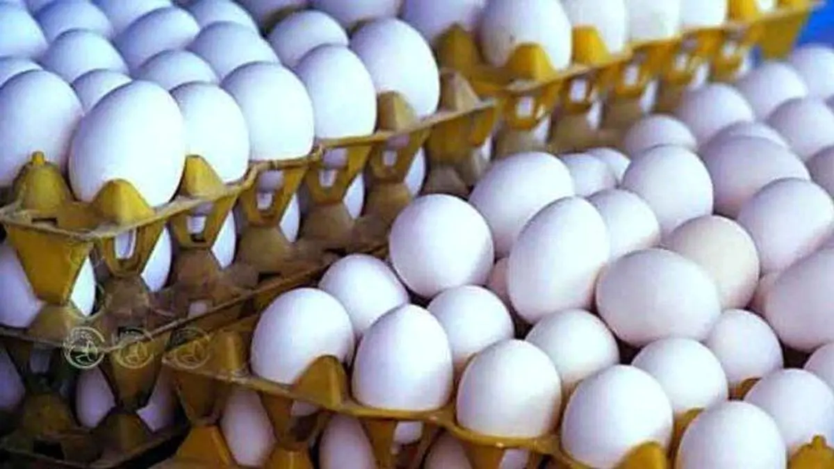 گرانی تخم مرغ با وجود مازاد تولید