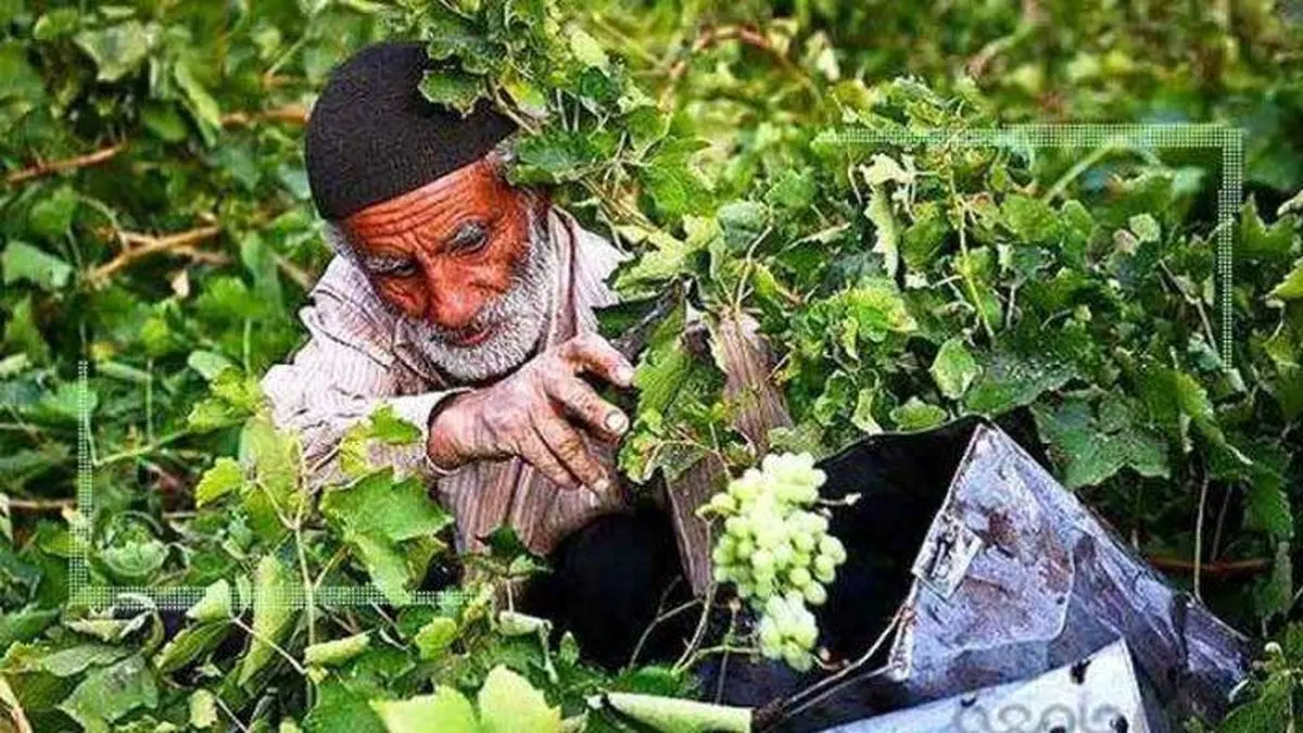 کشاورز ایرانی هویت مستقل حقوقی ندارد