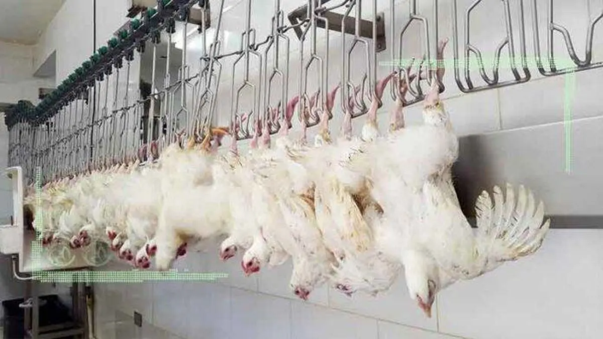 کاهش قیمت مرغ به بهای نابودی تولیدکننده