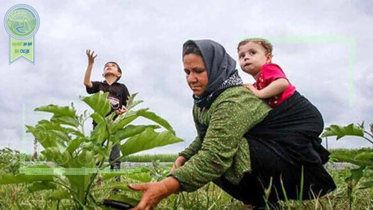 جزئیات طرح اشتغال روستایی