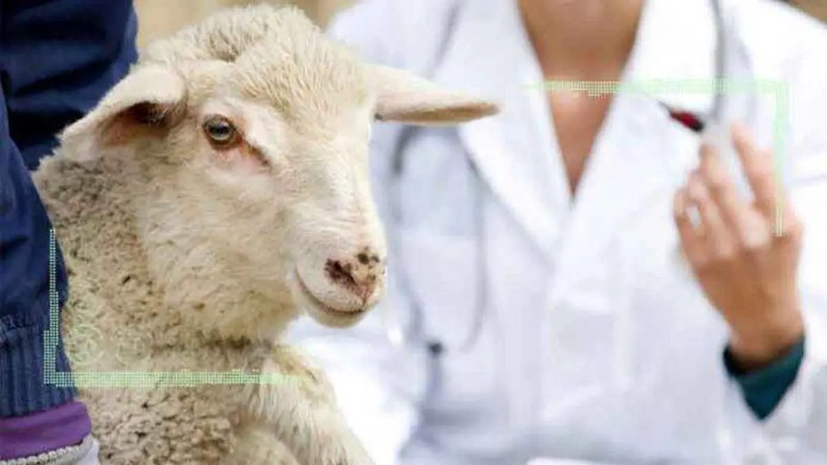 آنتروتوکسمی گوسفندان را بهتر بشناسیم