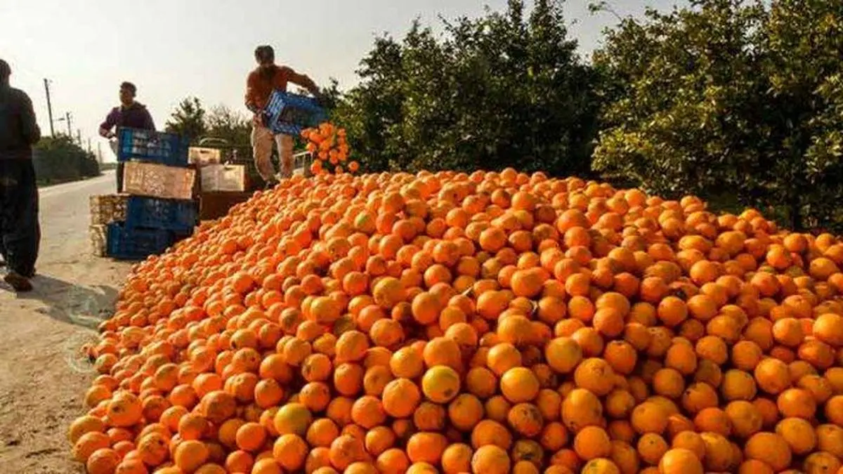 گرما درمانی راهکار کاهش ضایعات مرکبات