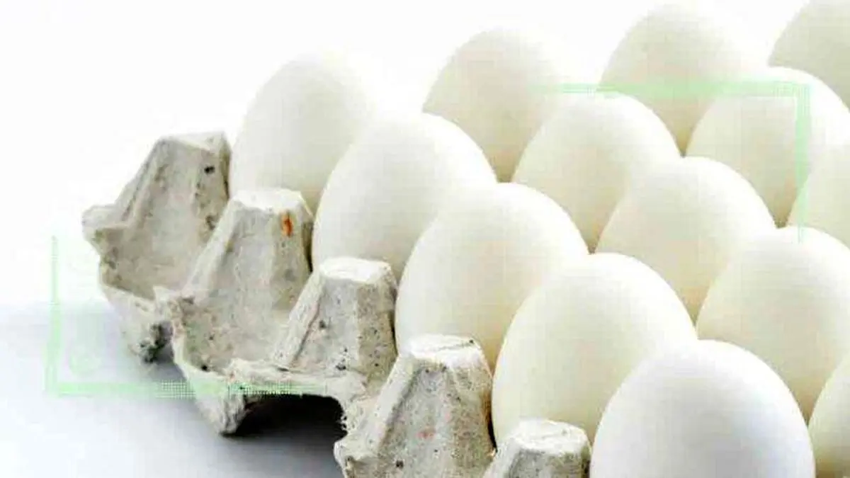 صادرات تخم مرغ به صفر رسید
