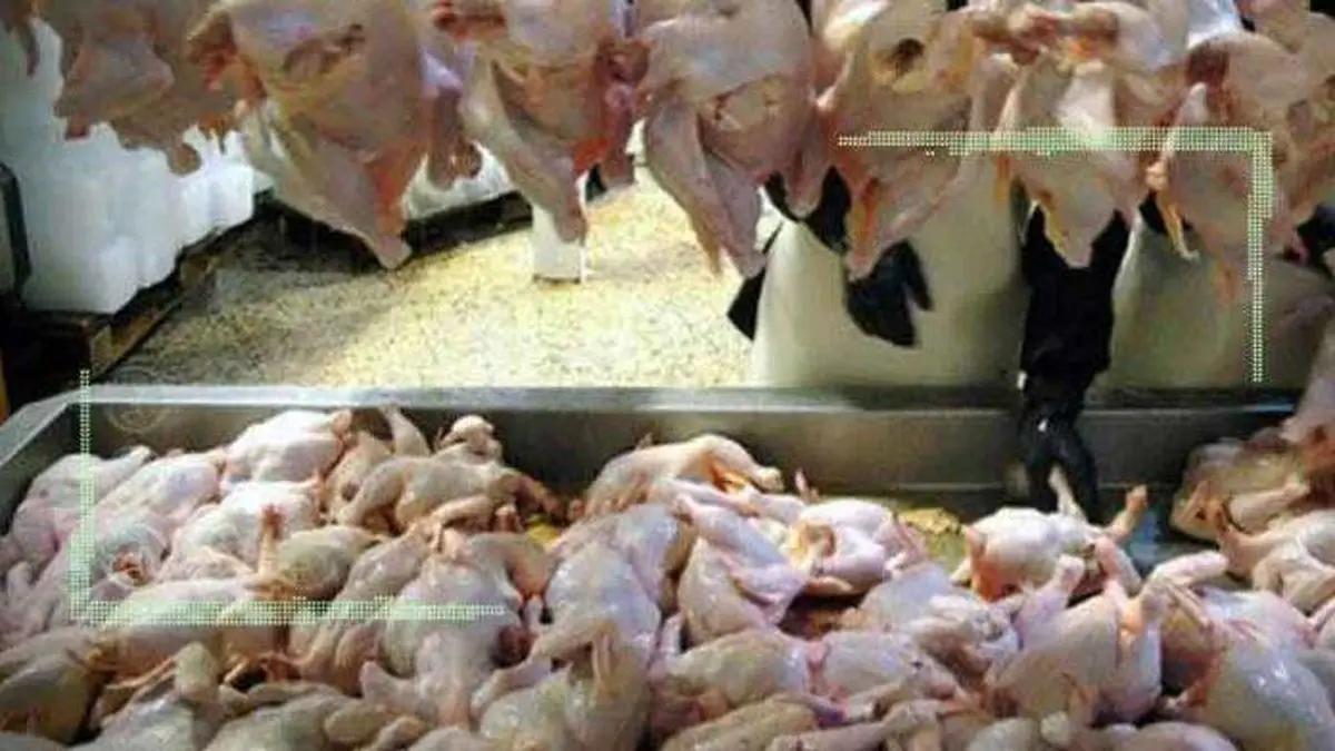 دولت ناتوان از خرید مرغ مازاد