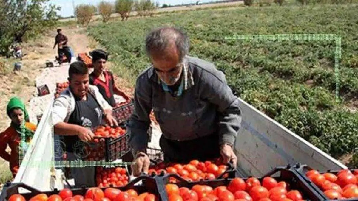 گوجه‌کاران بوشهری و دردهایی که هر سال نو می‌شود