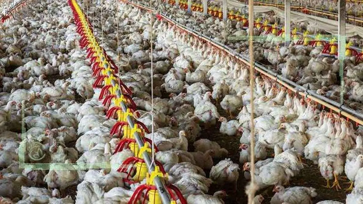 اختصاص تسهیلات به اتحادیه‌ها برای خرید مازاد مرغ