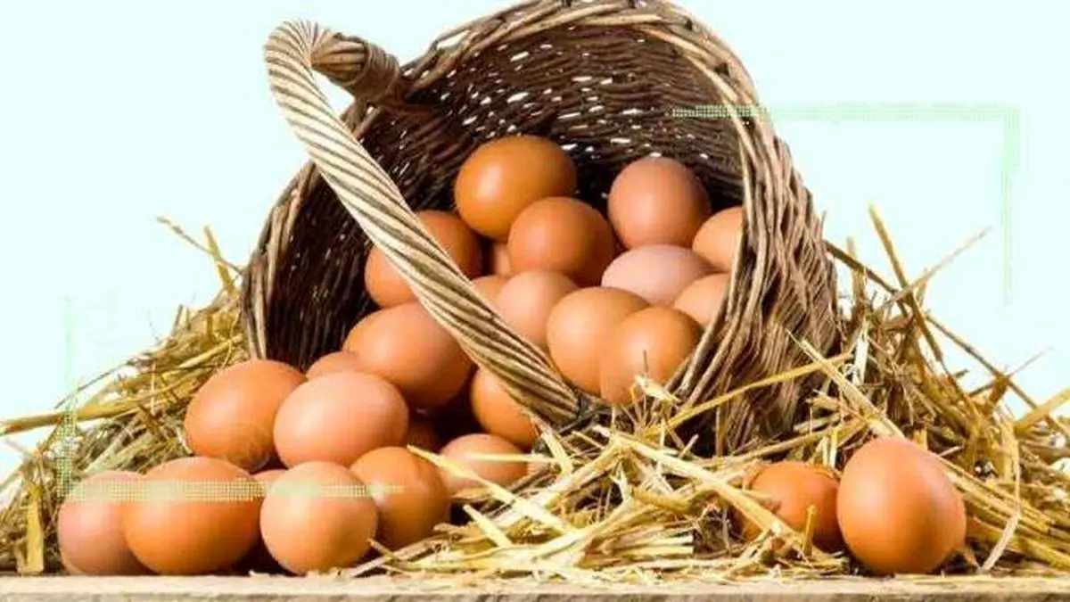 زیان مرغداران در فروش تخم‌مرغ