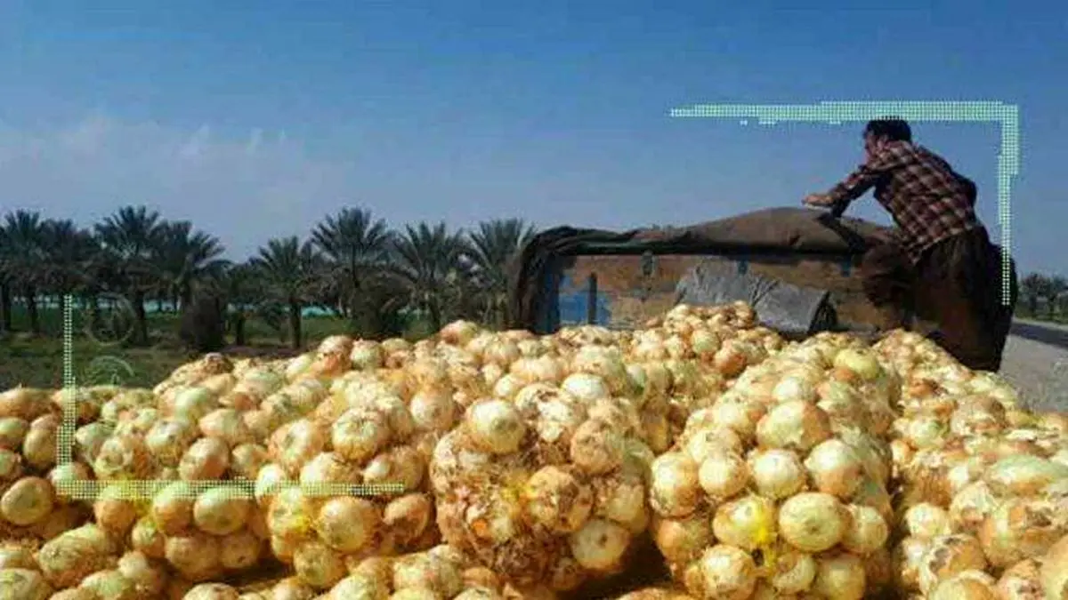 هزاران تن محصول پیاز روی دست کشاورزان کرمانی
