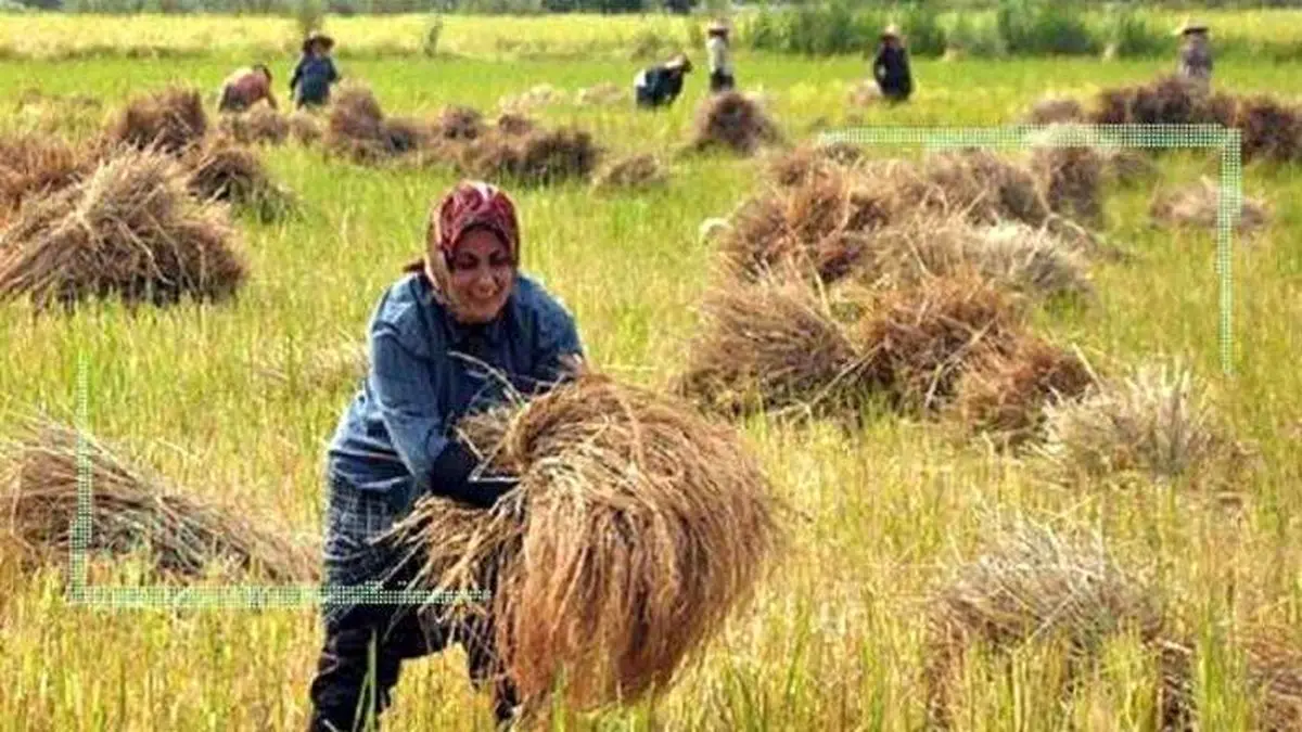 دولت محصول شالیکاران را مفتتر از دلالان میخرد