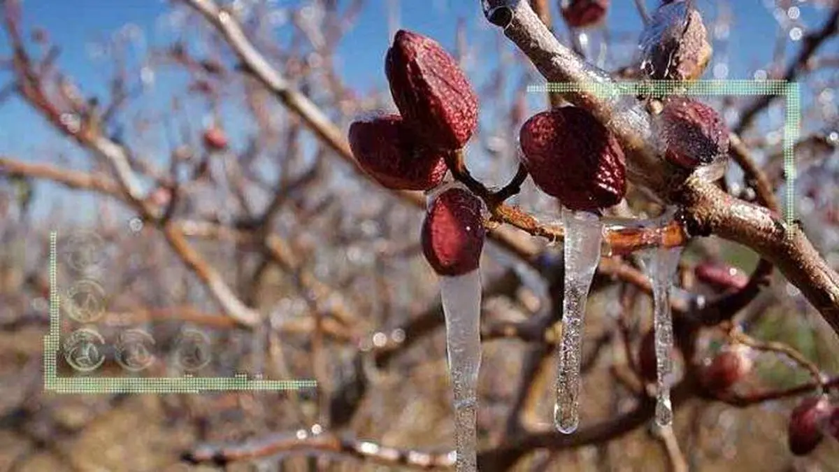 سوزاندن لاستیک برای پیشگیری از سرمازدگی بیاثر است