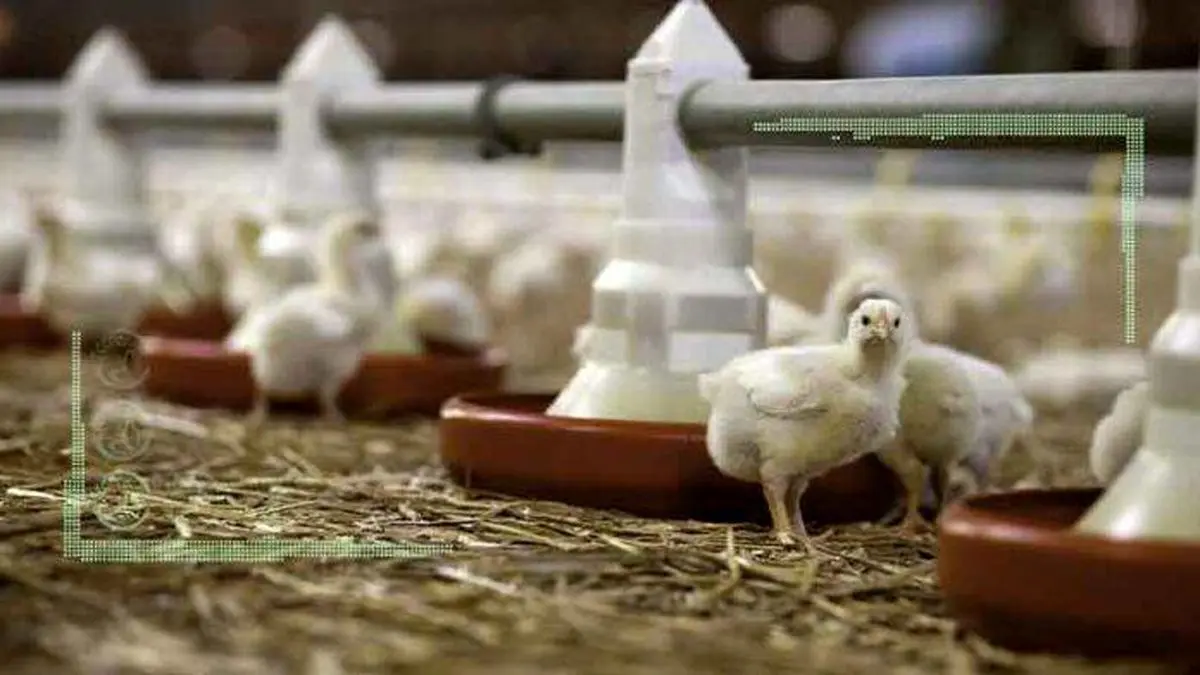 ۳۰ درصد فعالان از مرغداری کناره‌گیری کردند