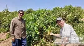 ابتکاری در دل زاگرس: باغدار لرستانی از فرسایش خاک جلوگیری می‌کند!+ ویدئو