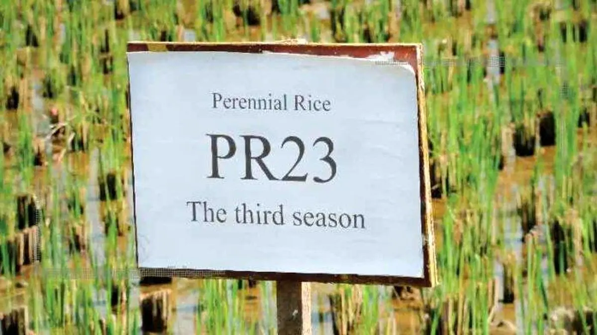 مزایا و معایب کشت برنج چند ساله