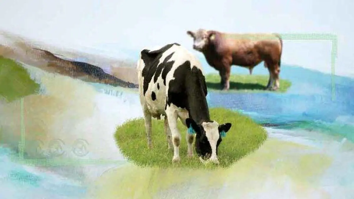 یک گاو و میلیونها فرزند