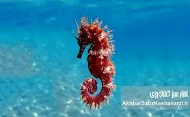 از اسبک دریایی خلیج فارس تا رقابت پنهان با غول‌های شیلاتی آسیا