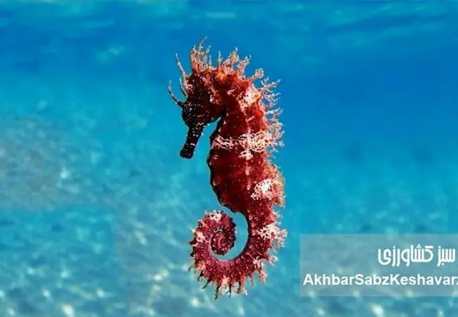 از اسبک دریایی خلیج فارس تا رقابت پنهان با غول‌های شیلاتی آسیا