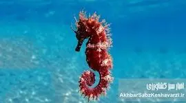 از اسبک دریایی خلیج فارس تا رقابت پنهان با غول‌های شیلاتی آسیا