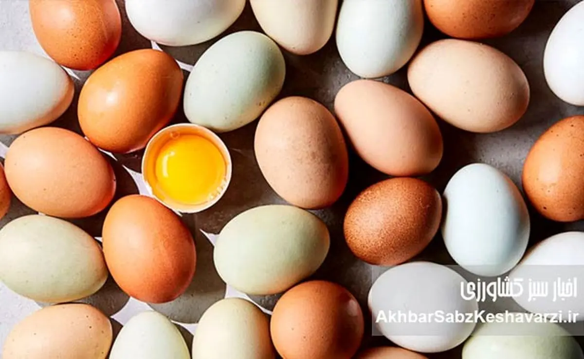 تخم‌مرغ در ماه رمضان گران می‌شود؟ پاسخ صریح تولیدکنندگان