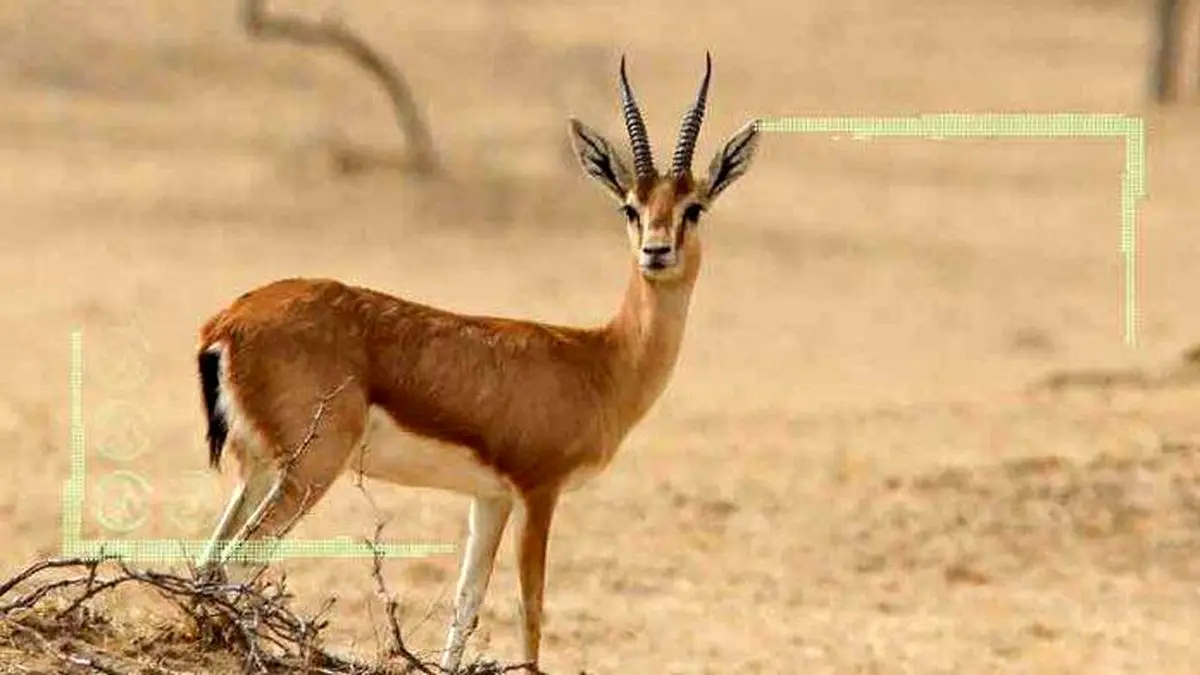 جبیر آهوی بومی ایران پنجه در پنجه کم آبی