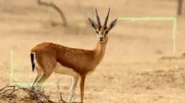 جبیر آهوی بومی ایران پنجه در پنجه کم آبی