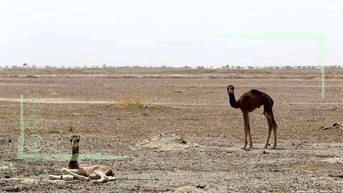 جازموریان به صورت کامل خشک شد