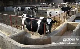 فاجعه در کشت و صنعت مغان؛ مرگ ۳۰۰ دام سنگین و بحران مدیریتی در جهاد کشاورزی