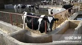 فاجعه در کشت و صنعت مغان؛ مرگ ۳۰۰ دام سنگین و بحران مدیریتی در جهاد کشاورزی