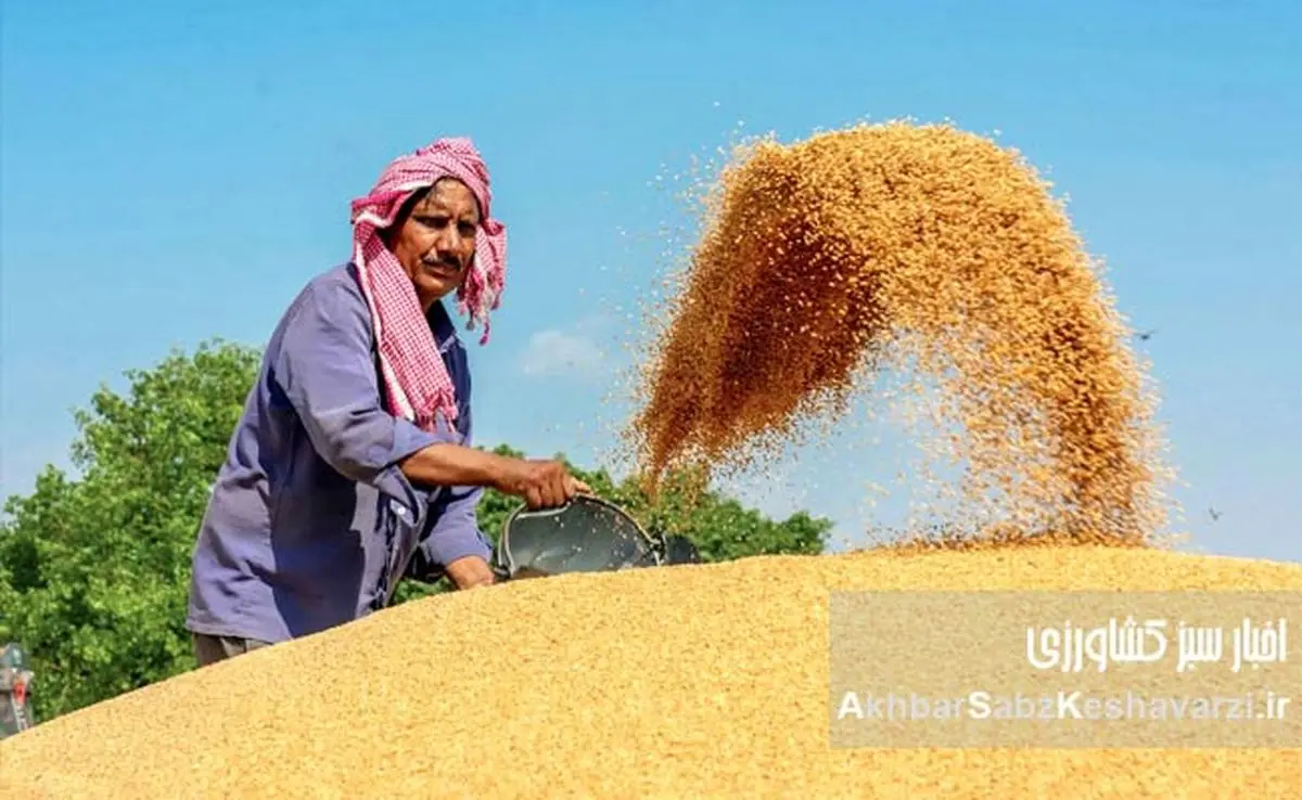عربستان صادرکننده گندم؟ نقدی بر یک ادعا و چالشهای خودکفایی در ایران