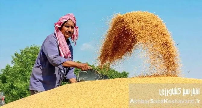  عربستان صادرکننده گندم؟ نقدی بر یک ادعا و چالش‌های خودکفایی در ایران