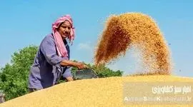  عربستان صادرکننده گندم؟ نقدی بر یک ادعا و چالش‌های خودکفایی در ایران