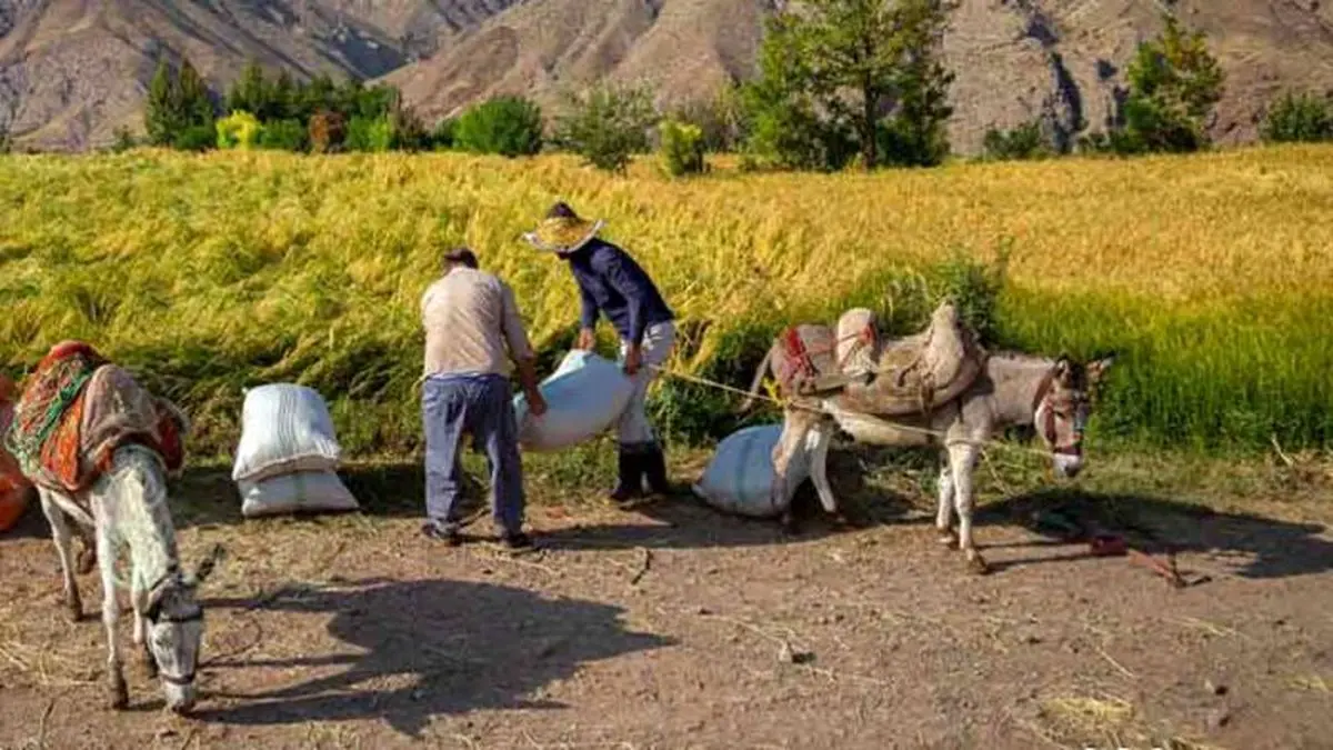 تلفیق دام و زراعت؛ راهبرد اقتصادی شدن دیمزارها