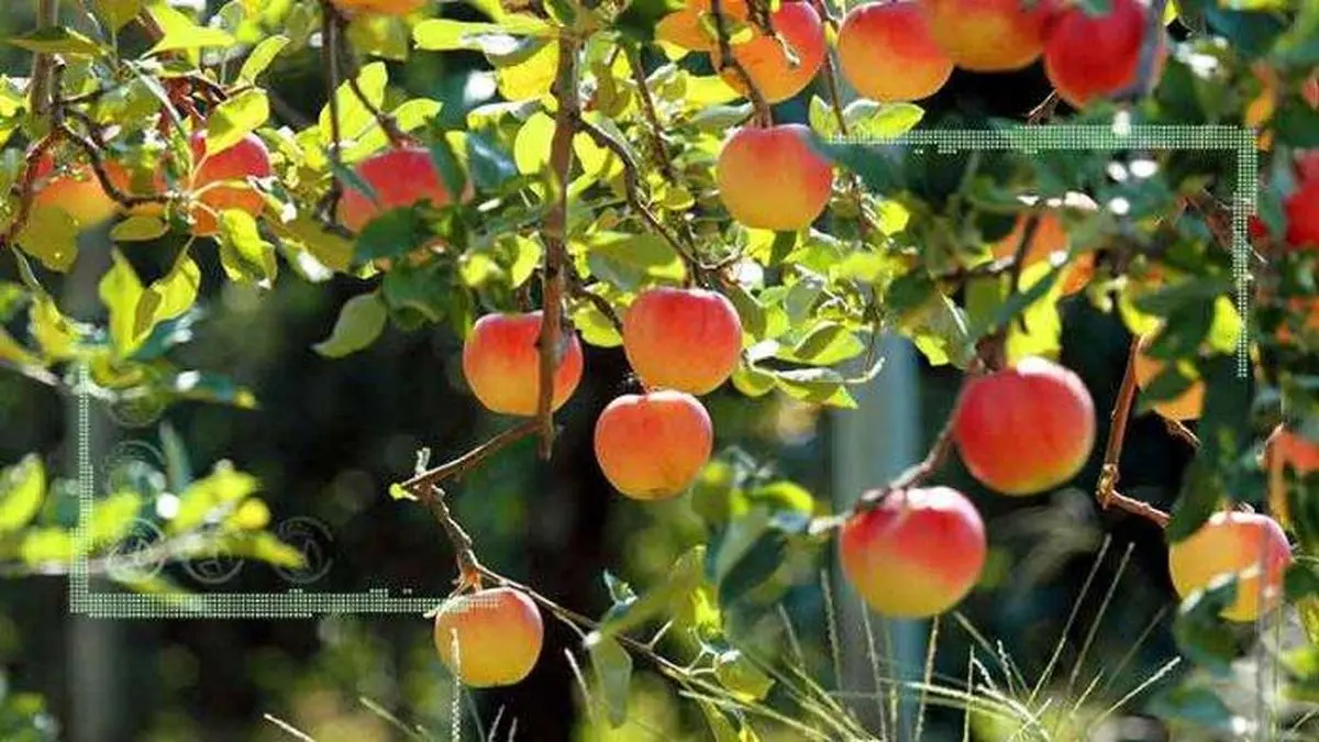 صادرات محصولات باغی از پیمانسپاری ارزی معاف شد
