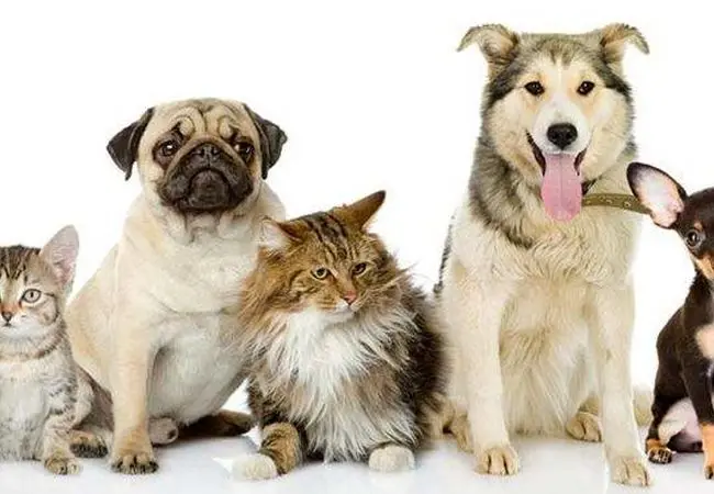 چرا نباید با حیوان خانگی در یک تخت خوابید؟