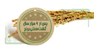 پس از ۹ هزار سال کشت سنتی برنج+اینفوگرافی