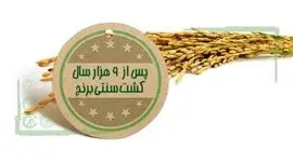 پس از ۹ هزار سال کشت سنتی برنج+اینفوگرافی