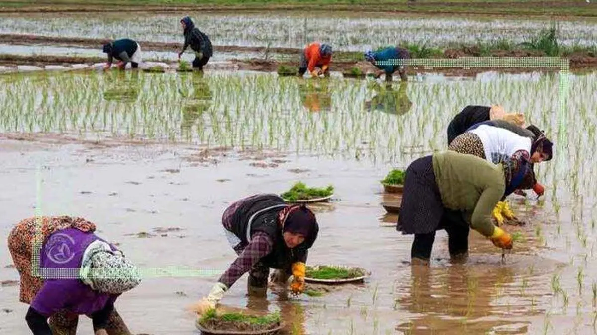 دپوی ۷ ماهه برنج شالیکاران در شمال