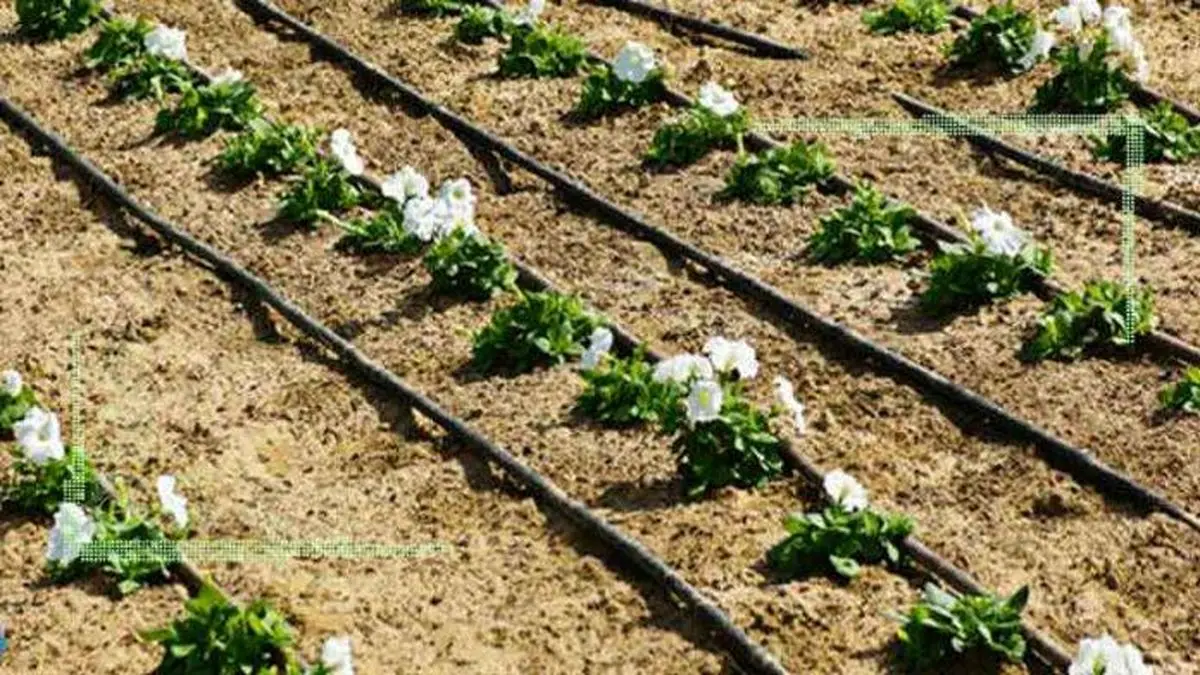 کاهش مصرف آب با سوپرجاذبهای دوستدار طبیعت