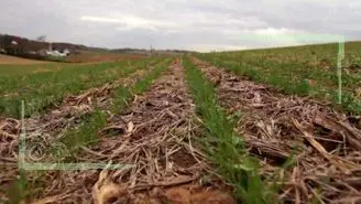 کشت بی‌خاک‌ورزی در اراضی روستای عوض حاجی