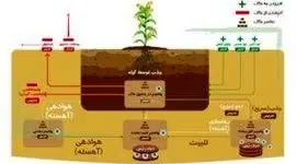 اهمیت کودهای پتاسه+اینفوگرافی