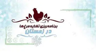 برنامه‌ریزی تغذیه مرغ‌ها در زمستان