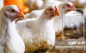 چالش دسترسی مرغداران به نهاده‌های دامی: وقتی دولت تاجر خوبی نیست+ نامه