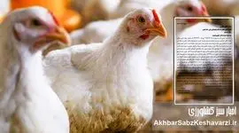 چالش دسترسی مرغداران به نهاده‌های دامی: وقتی دولت تاجر خوبی نیست+ نامه