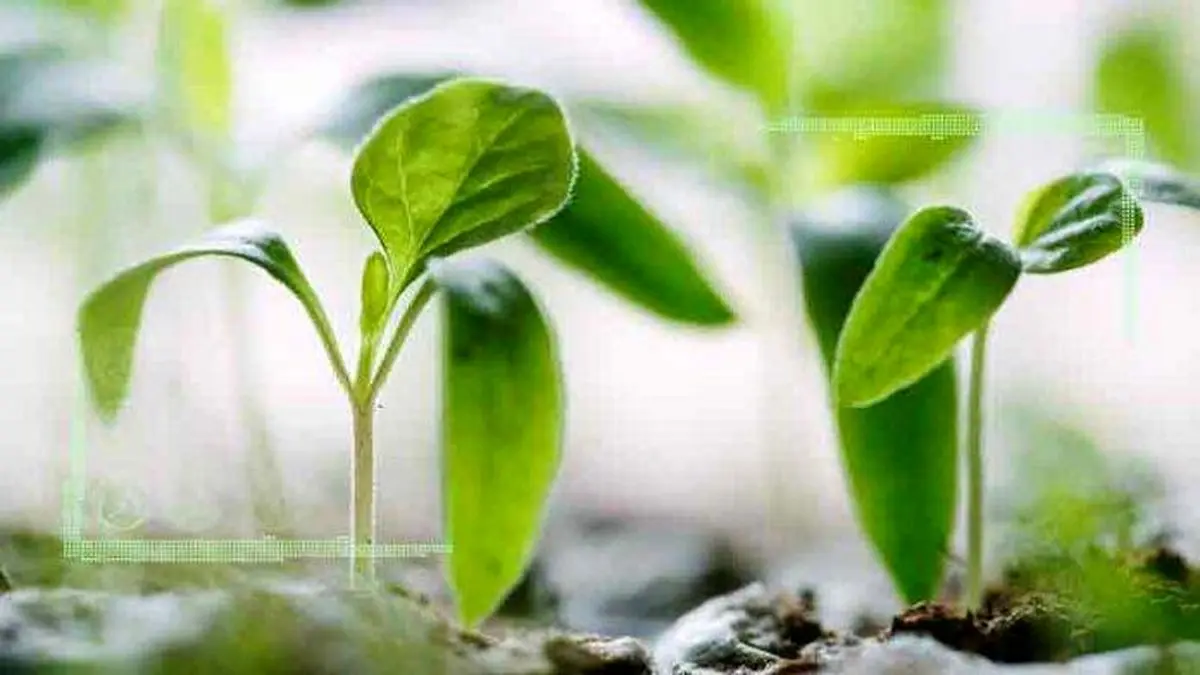 فواید، تاثیرات و نقش آمینو اسید در گیاهان