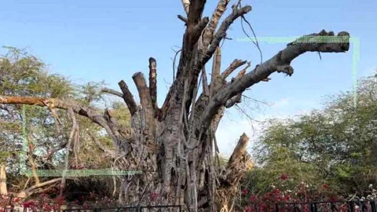 درخت 500 ساله کیش از بین رفت