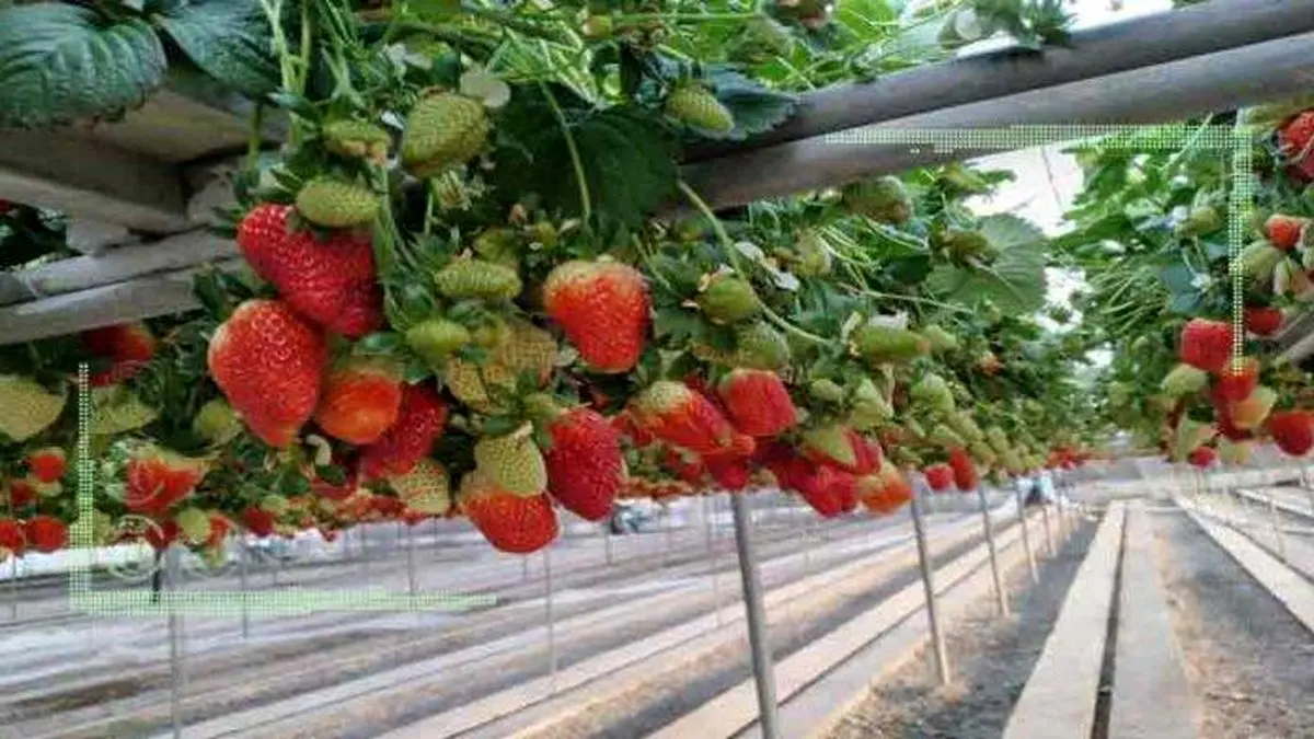 بیتوجهی به یک شهرک گلخانهای ۷۰۰ میلیاردی در البرز