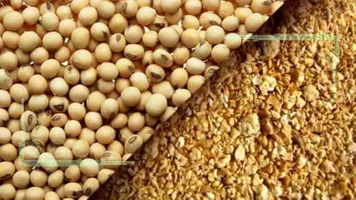 کنجاله سویا در بازار کمیاب شد